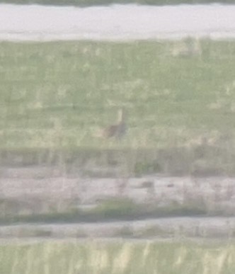 Upland Sandpiper - Mollie Ficker