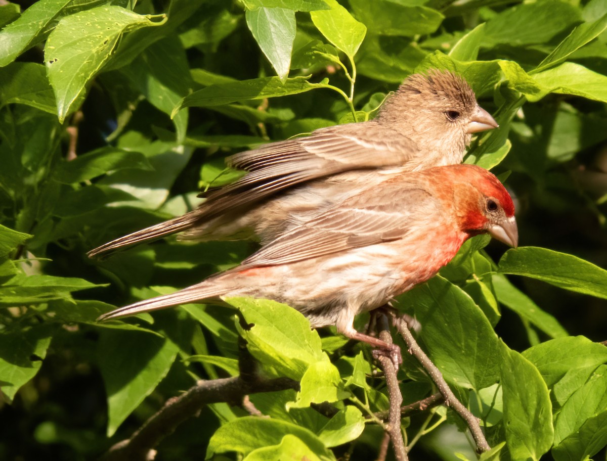 House Finch - ML560052281