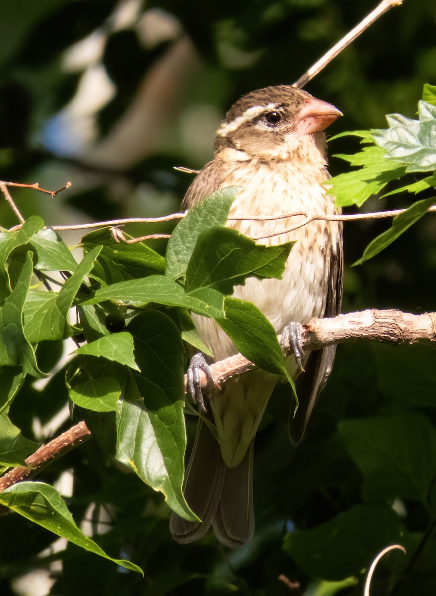 Rose-breasted Grosbeak - Barbara Riley