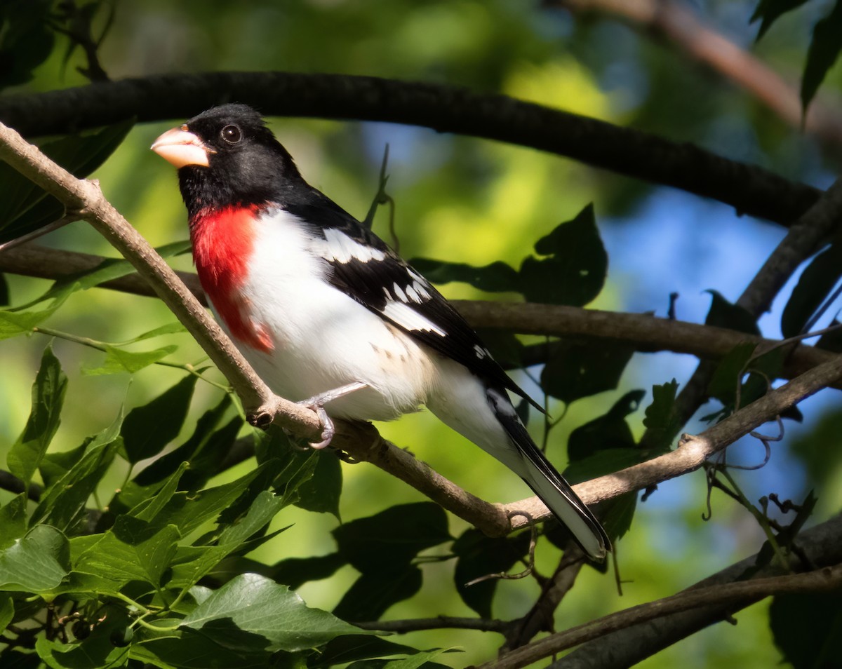 Rose-breasted Grosbeak - ML560052421