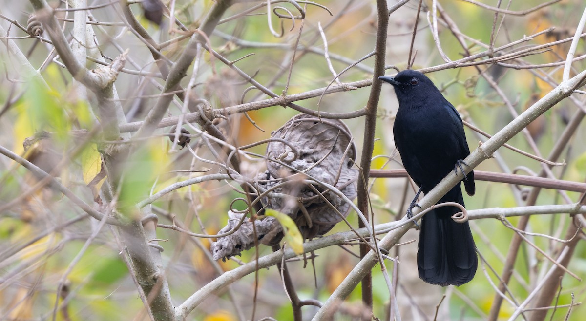 Black Catbird - ML560052581