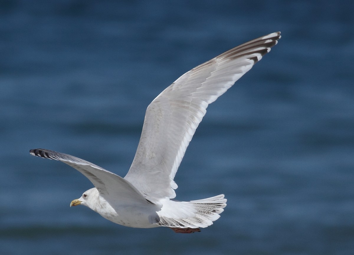 Iceland Gull - Sean Williams