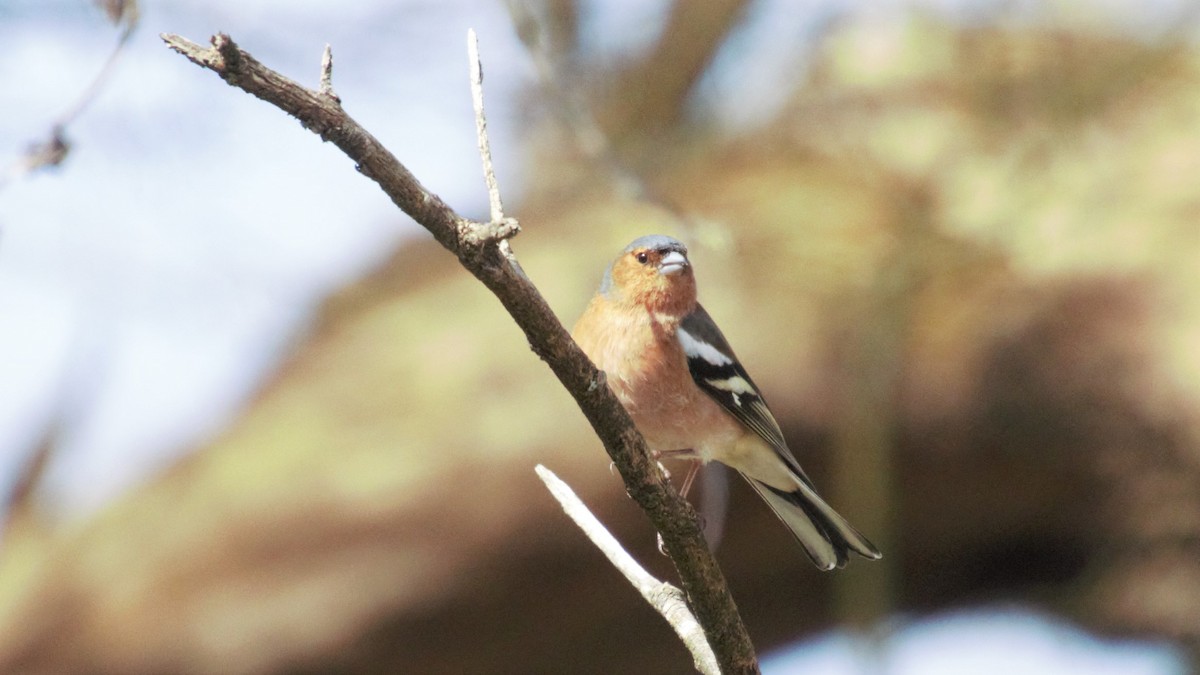 Common Chaffinch - ML560052621