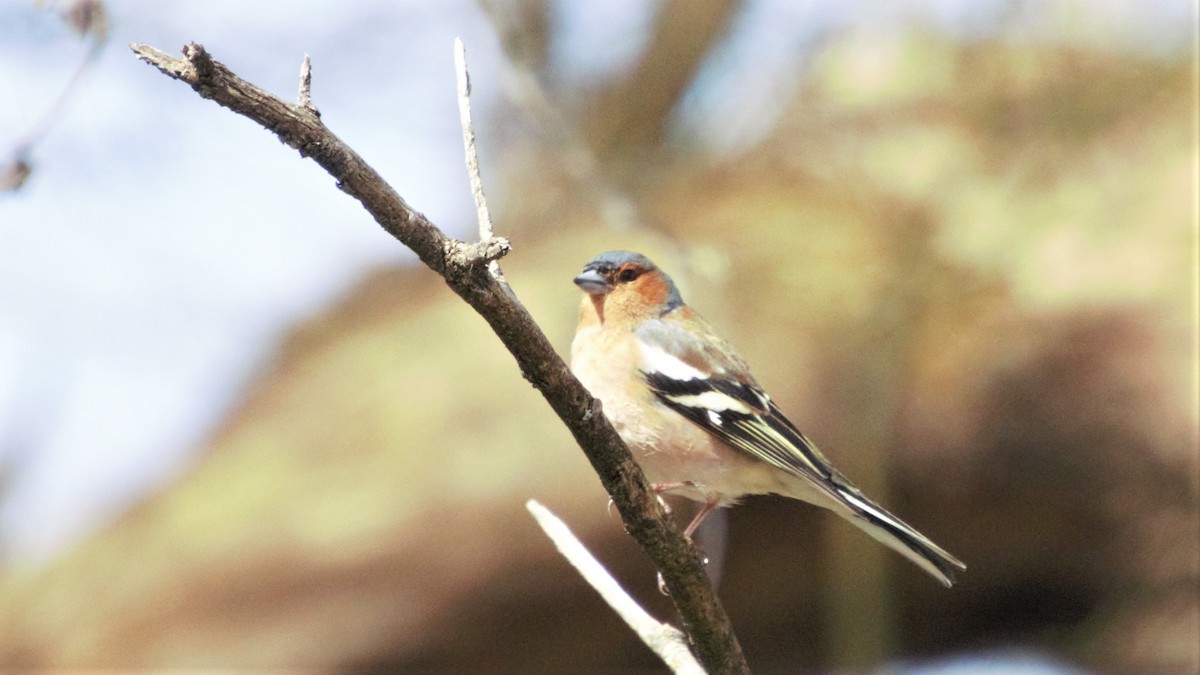 Common Chaffinch - ML560052631