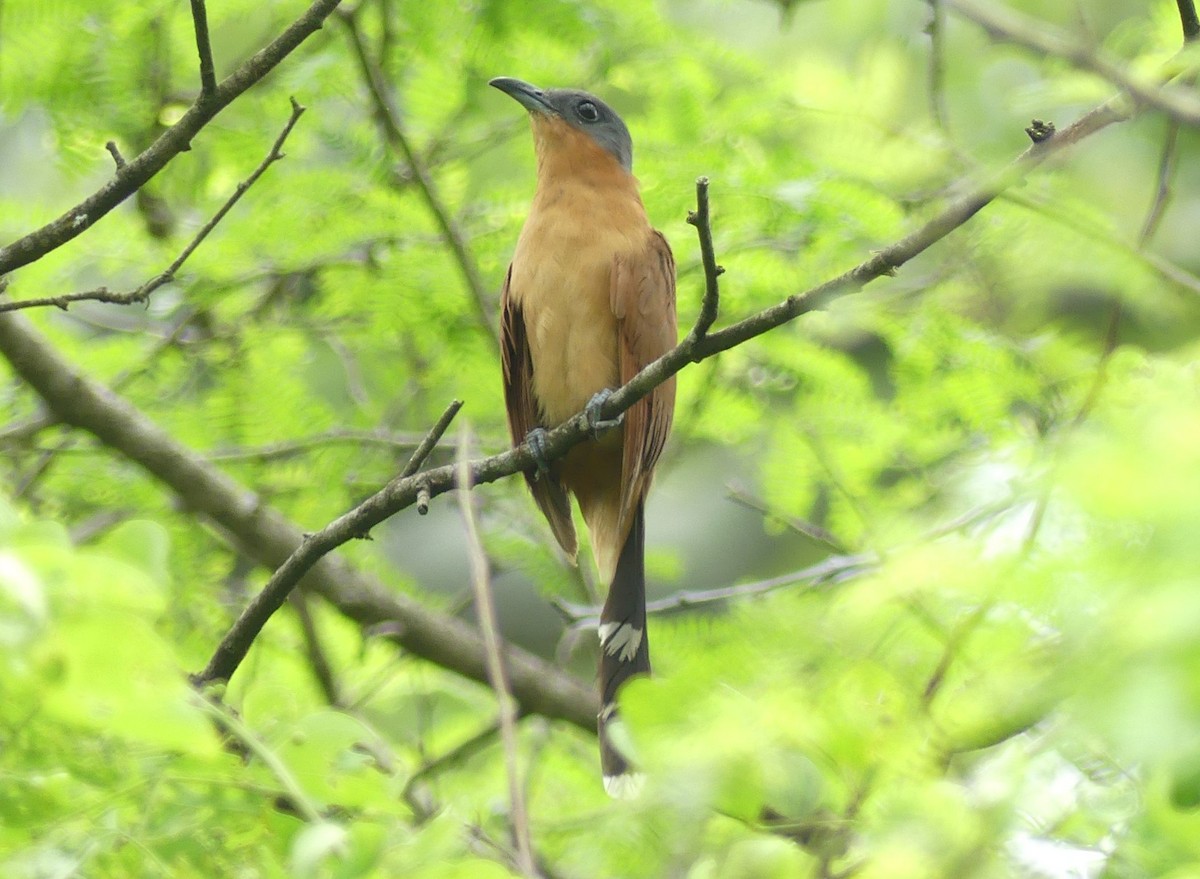 Gray-capped Cuckoo - Lisa Brunetti