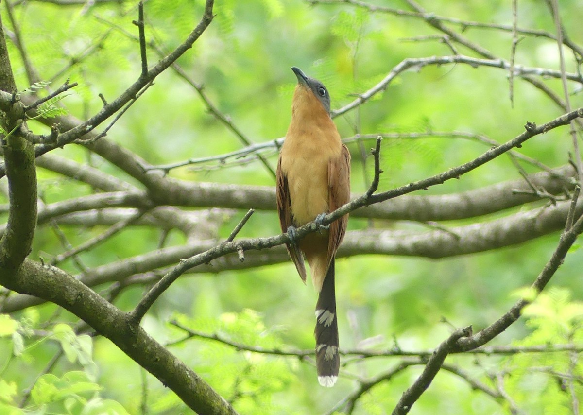 Gray-capped Cuckoo - ML560052761