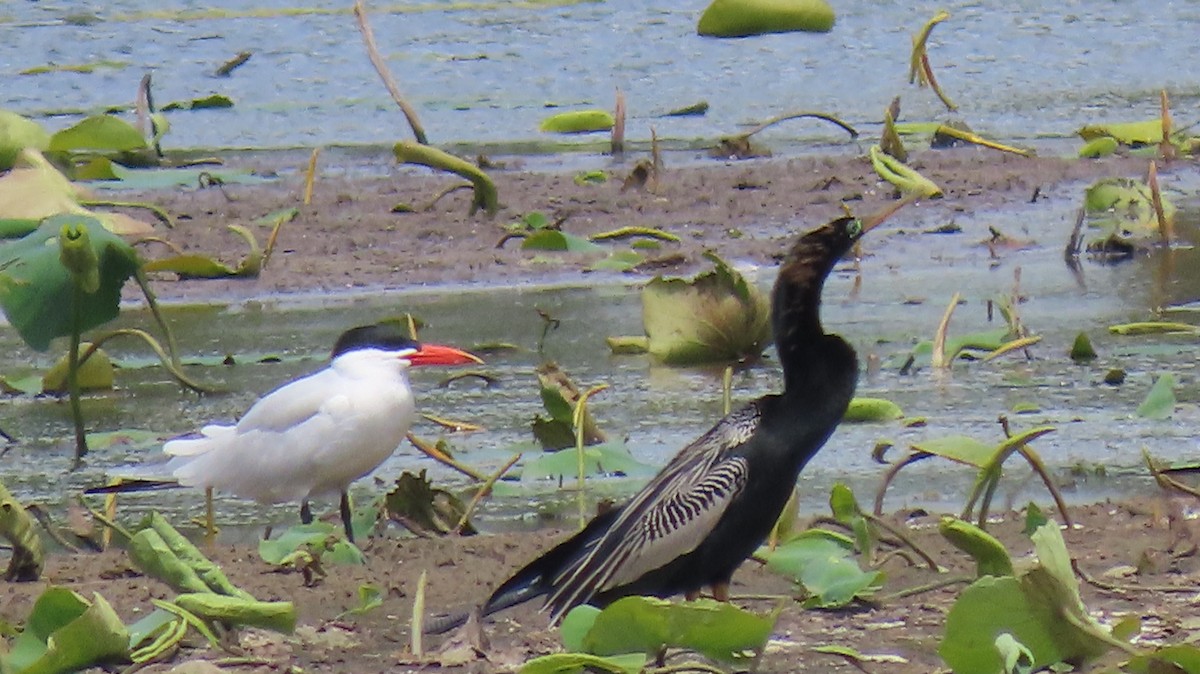 Caspian Tern - ML560053031