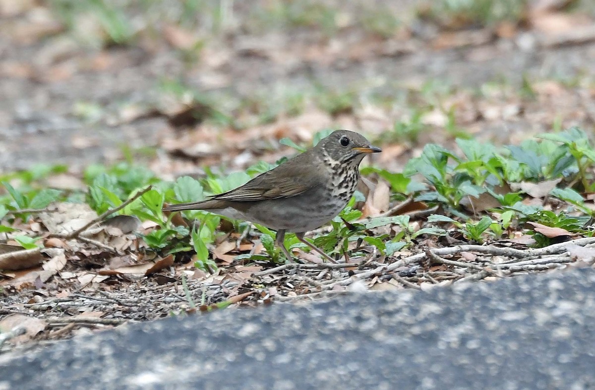 Gray-cheeked Thrush - ML560054571