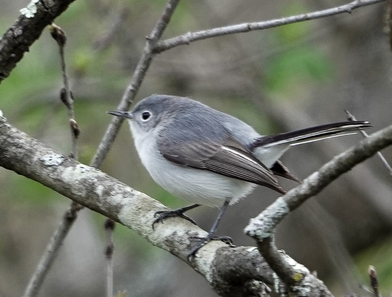 Blue-gray Gnatcatcher - ML560055141