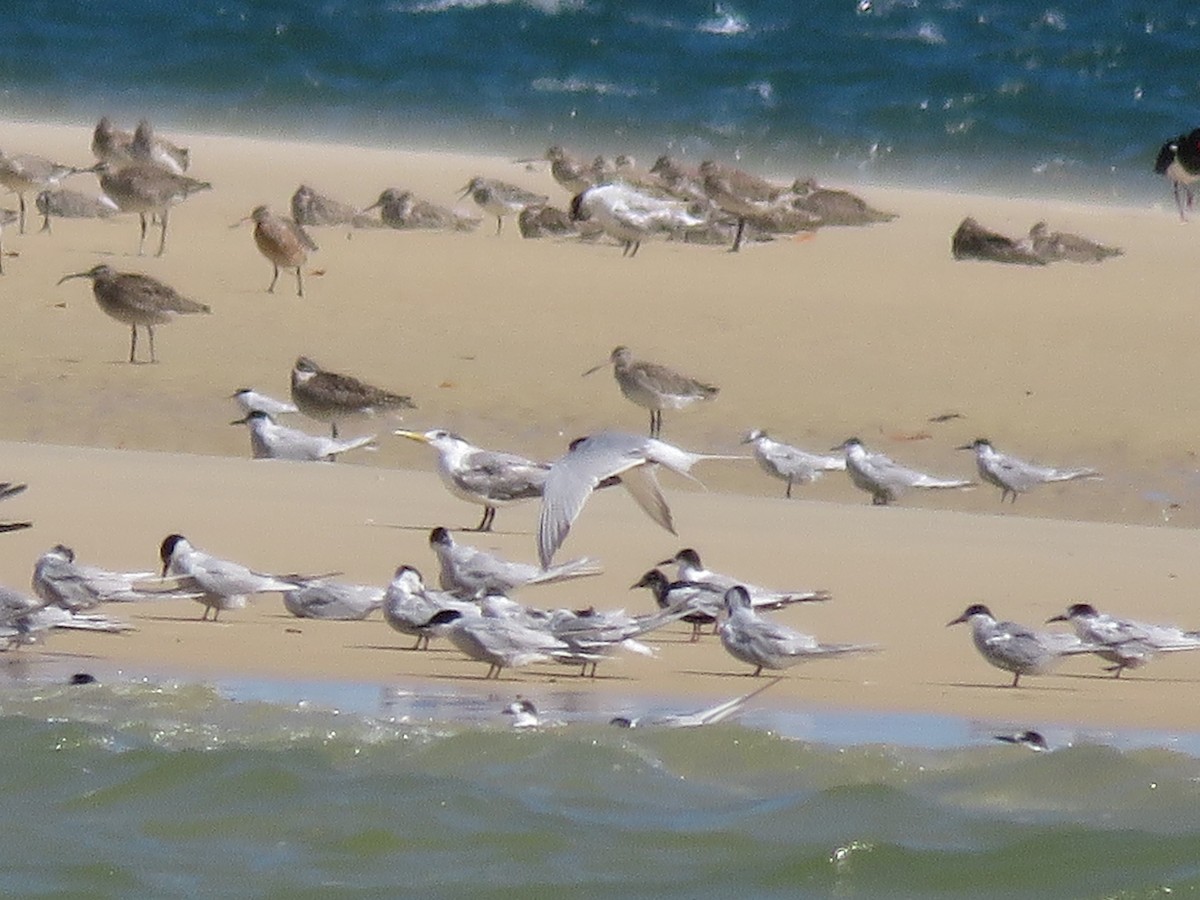 White-winged Tern - ML56005541