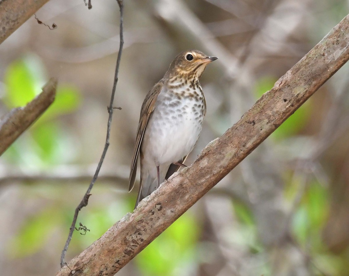 Swainson's Thrush - ML560055531