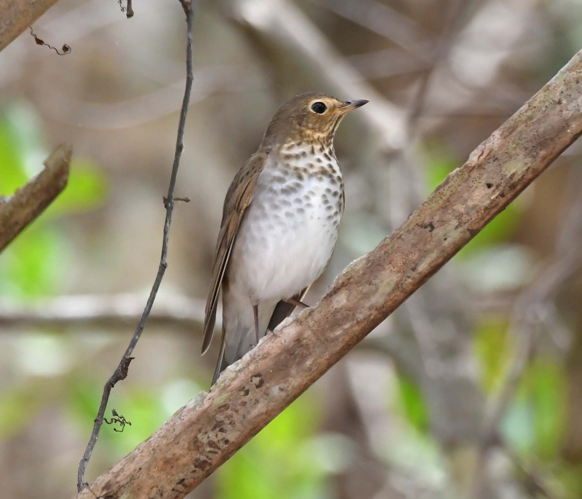 Swainson's Thrush - ML560055721