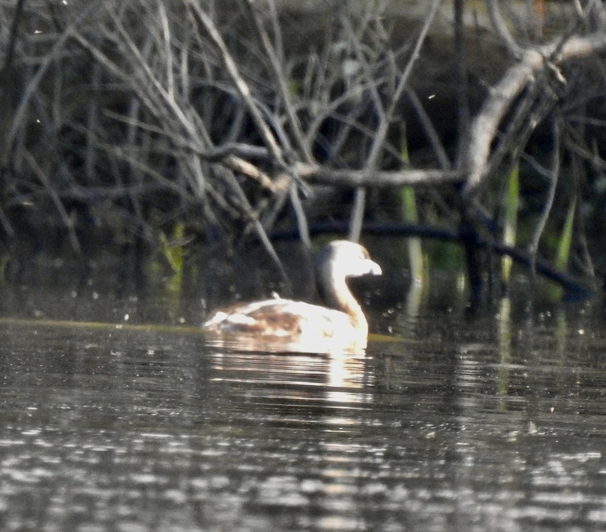 Pied-billed Grebe - ML560057331