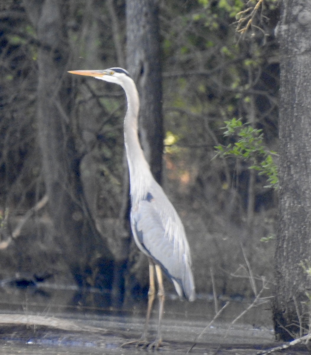 Great Blue Heron - ML560057441