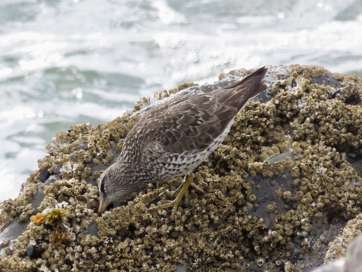 Surfbird - ML560057461