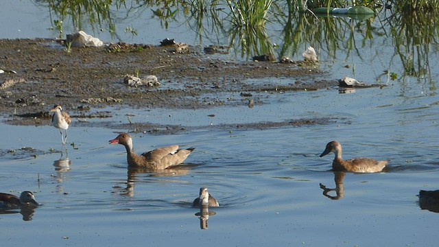 アカアシコガモ - ML560058531