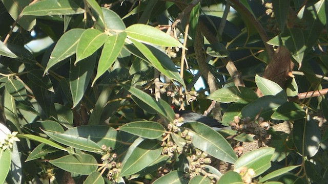 Yellow-billed Cardinal - ML560058671