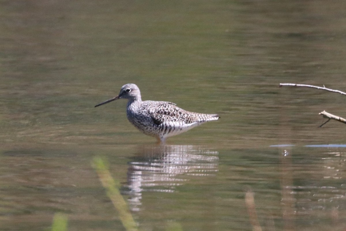 Greater Yellowlegs - ML560059061