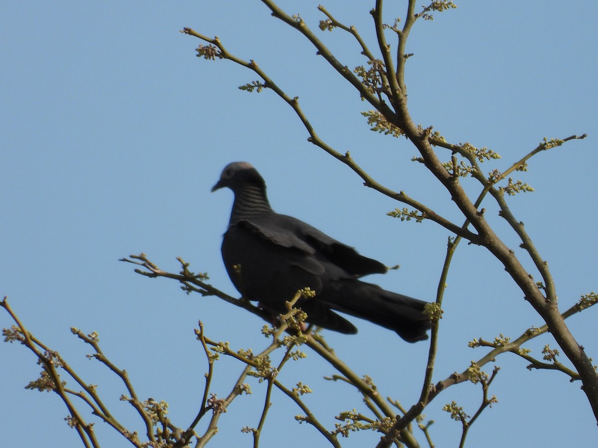 Pigeon à couronne blanche - ML560061181