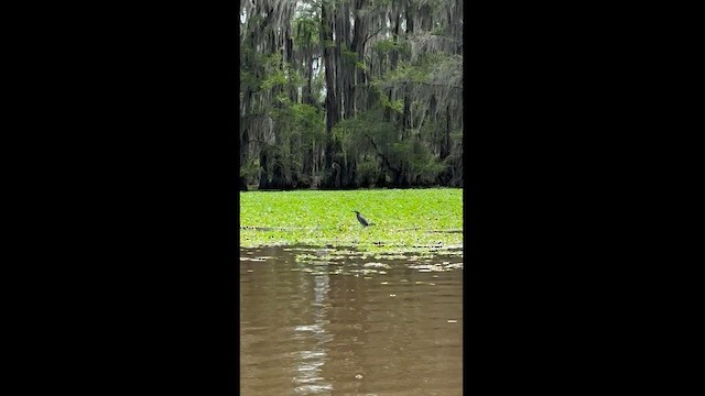 Green Heron - ML560061391