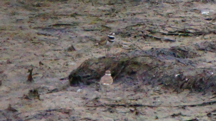 Killdeer - Teylor Redondo