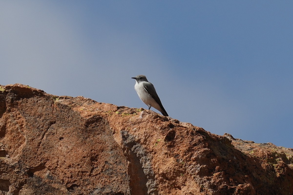 White-fronted Ground-Tyrant - ML560063361