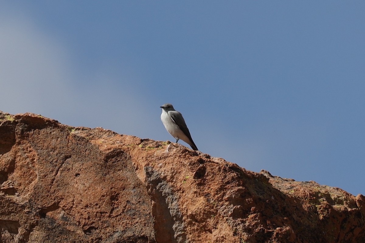 White-fronted Ground-Tyrant - ML560063371