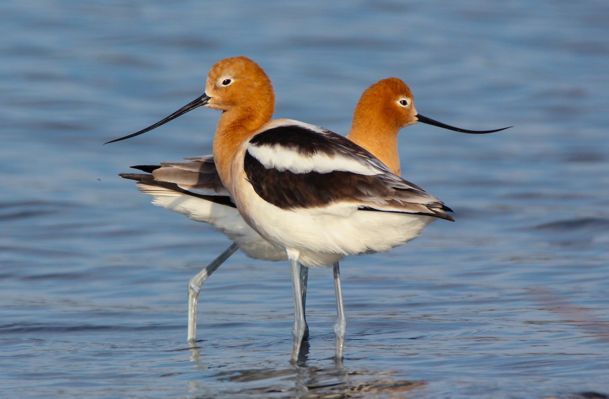 American Avocet - David Woodhouse