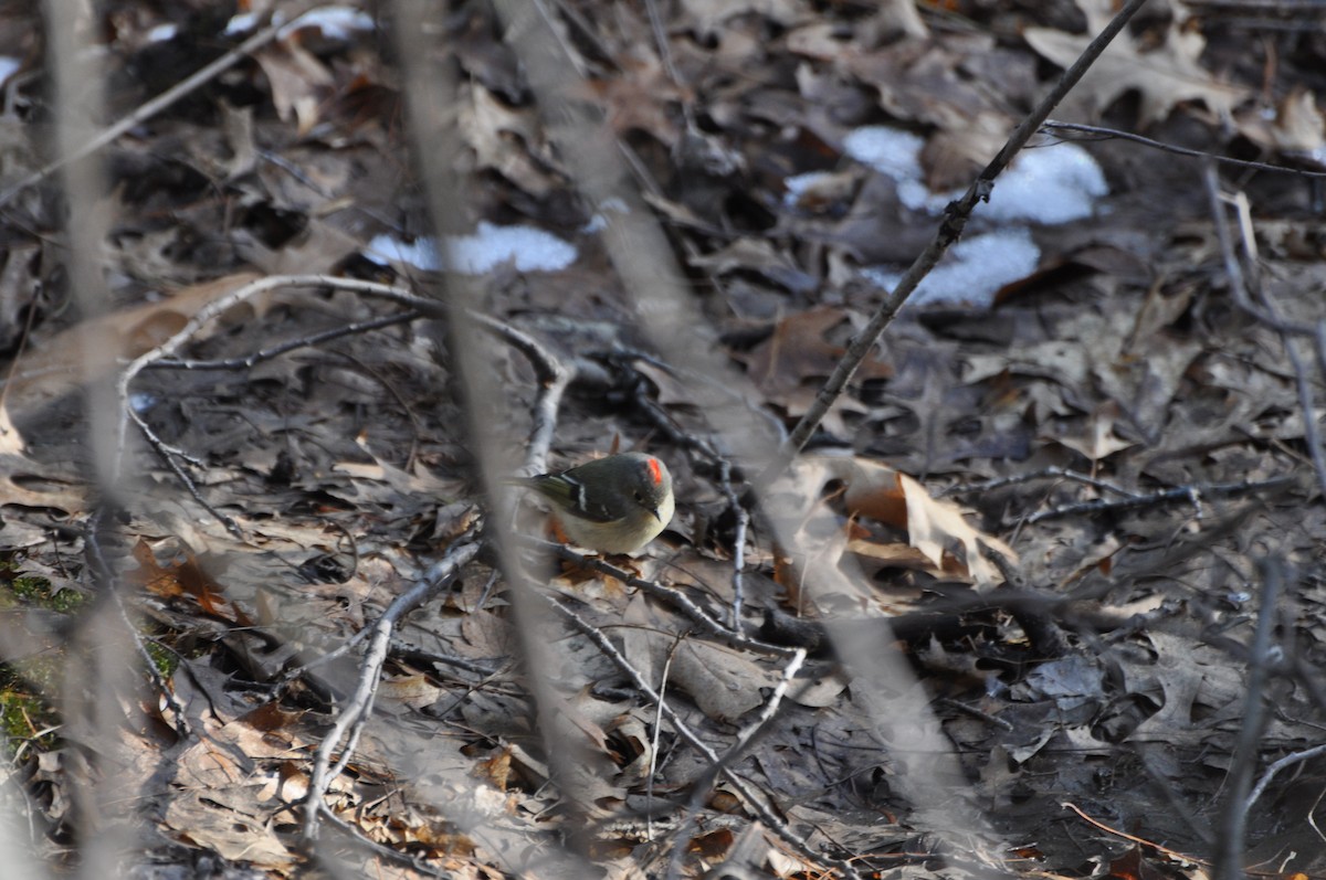 Ruby-crowned Kinglet - ML560064371