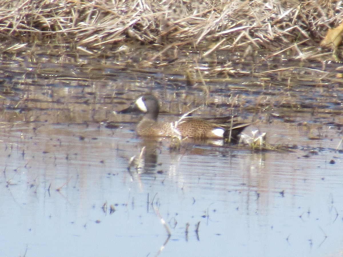 Blue-winged Teal - ML560064911