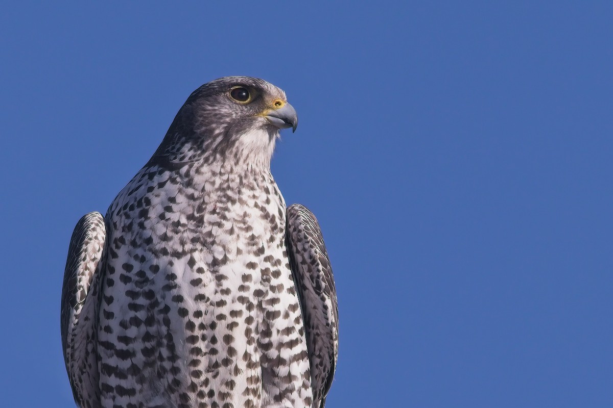 Gyrfalcon - ML560065141