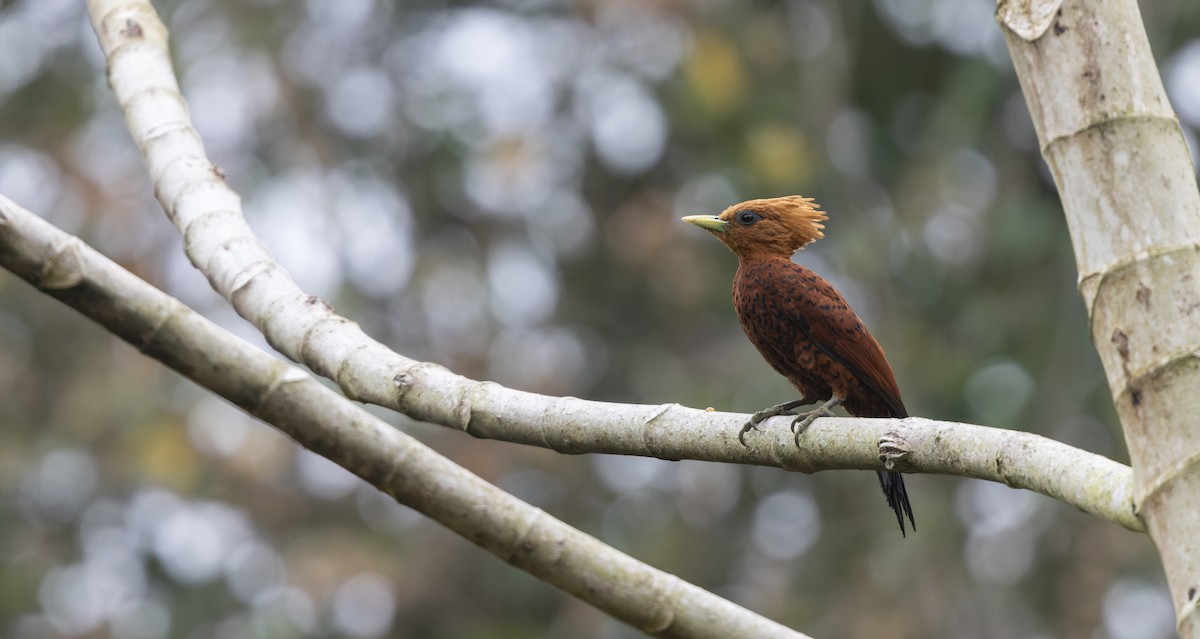 Chestnut-colored Woodpecker - ML560067521