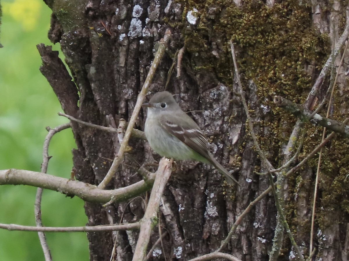 Hammond's Flycatcher - ML560067531