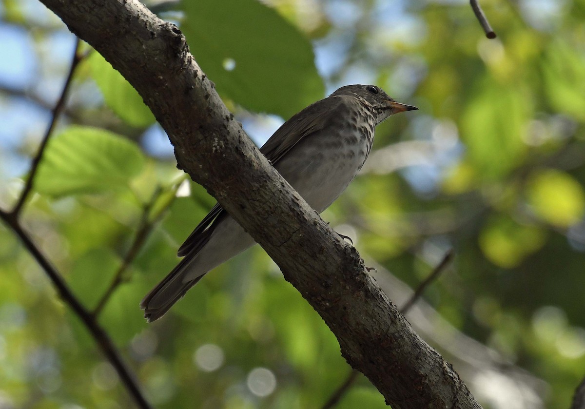 Gray-cheeked Thrush - ML560068411