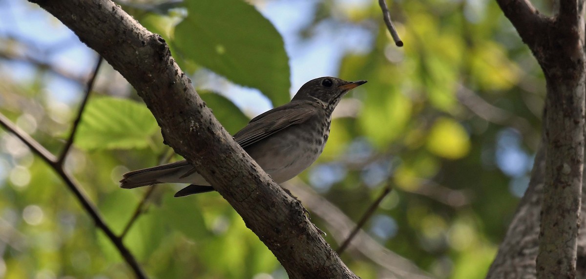 Gray-cheeked Thrush - ML560068511