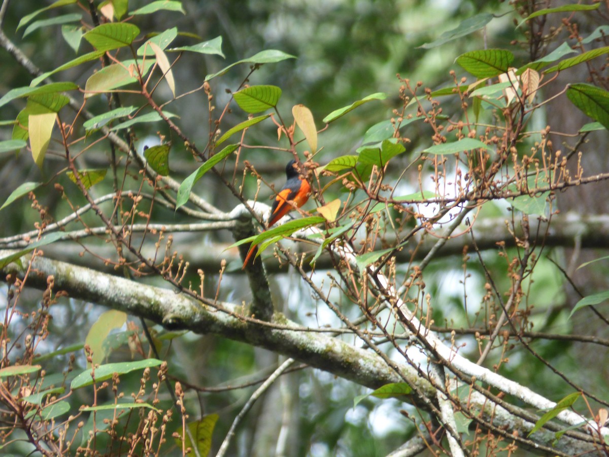 Sunda Minivet - Philip Crutchley