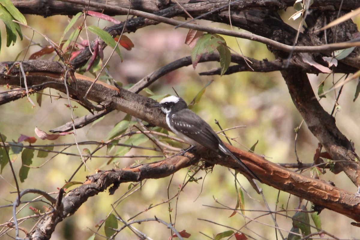 White-browed Fantail - ML56006941