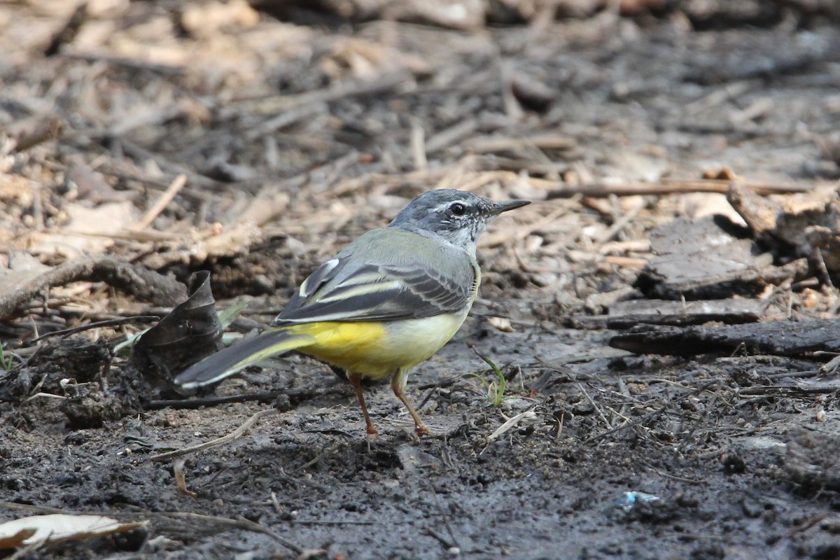 Gray Wagtail - Robert Gowan