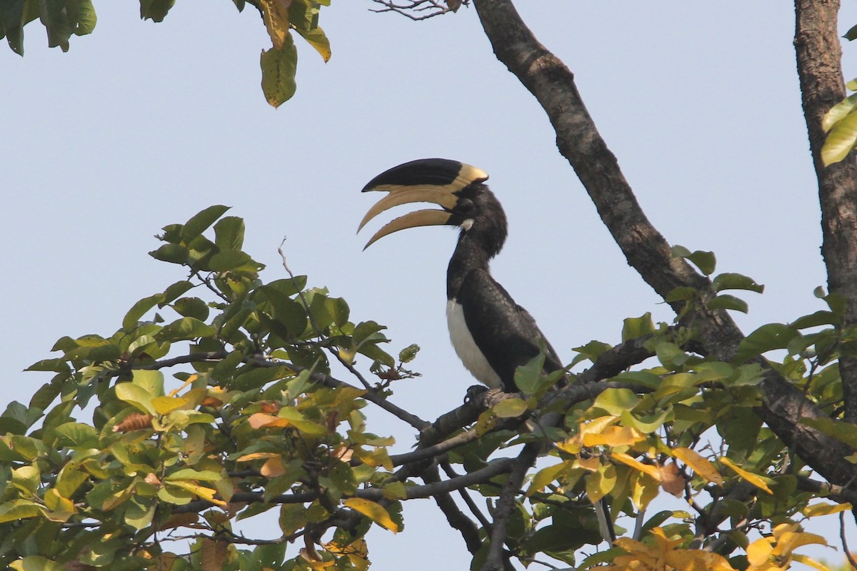 Malabar Pied-Hornbill - ML56007031