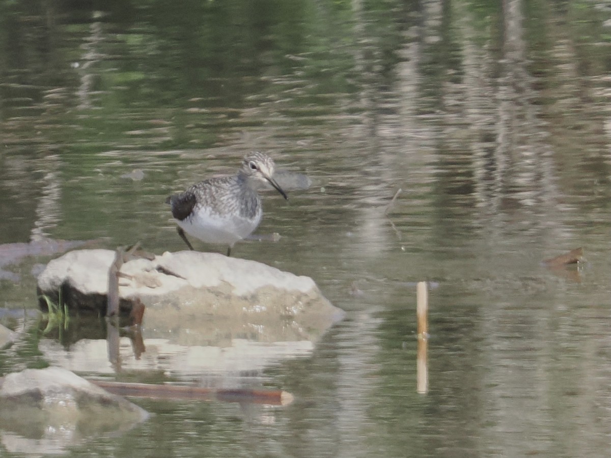 Solitary Sandpiper - ML560071021