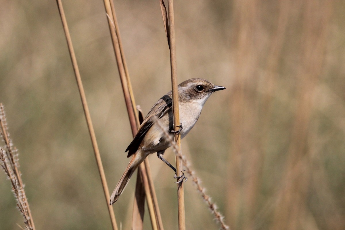 Gray Bushchat - ML56007141