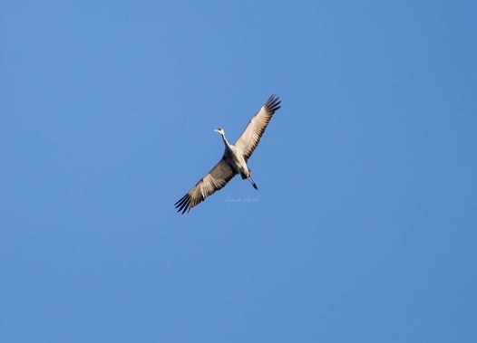 Sandhill Crane - ML560071641