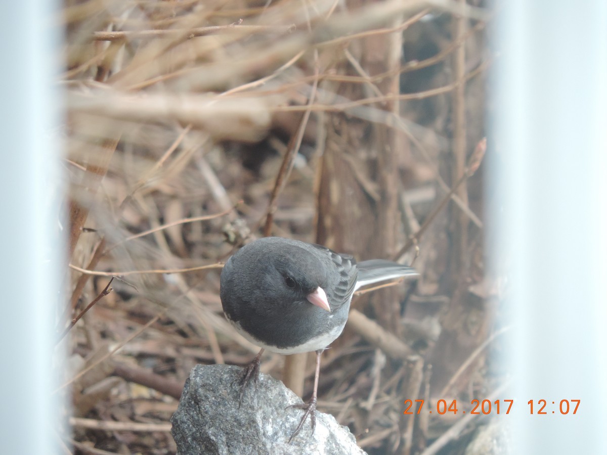 Junco ardoisé - ML56007171