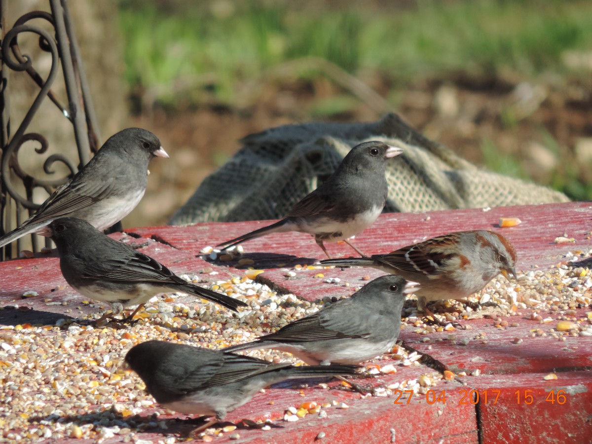 Dark-eyed Junco - andree dubreuil