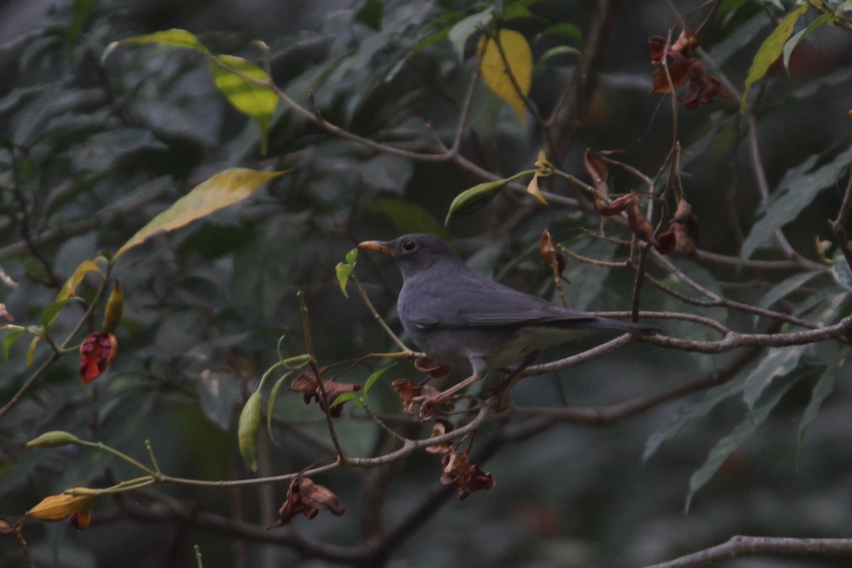 Tickell's Thrush - ML56007271