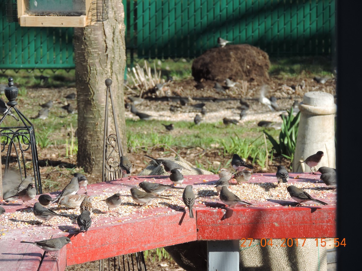 Junco ardoisé - ML56007331