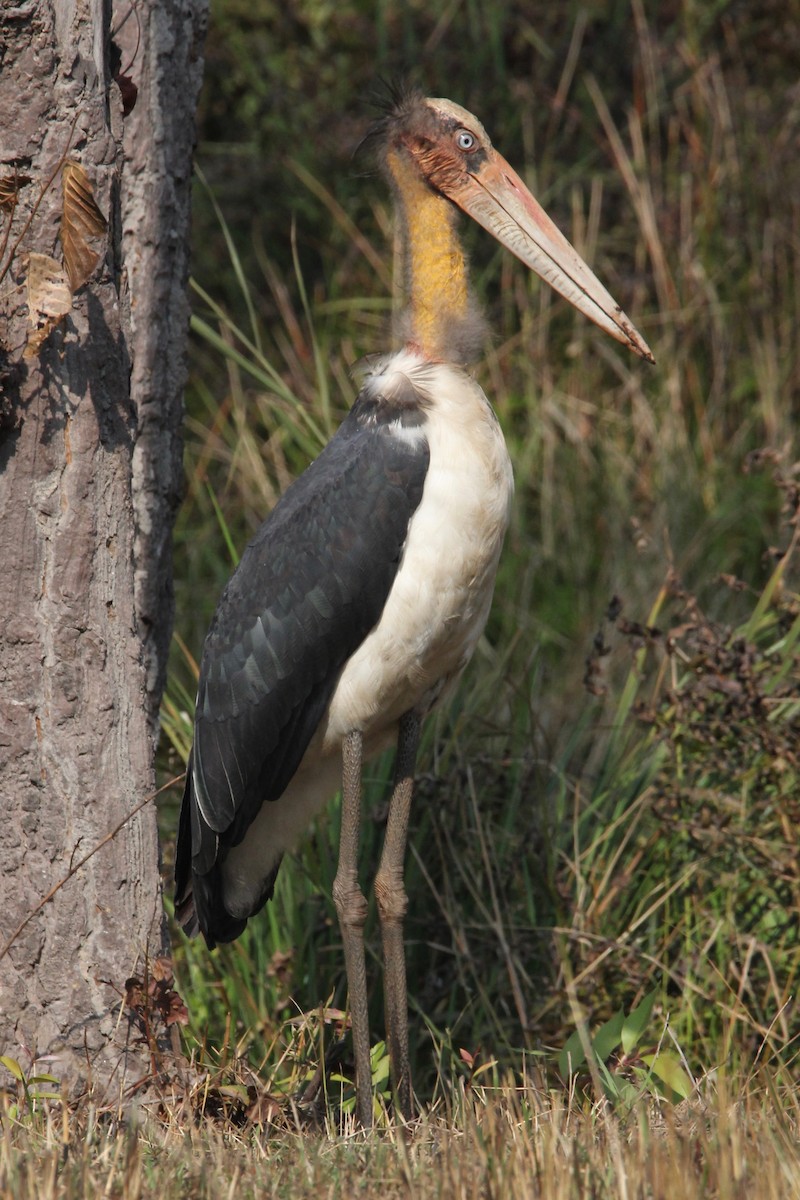 Lesser Adjutant - ML56007401