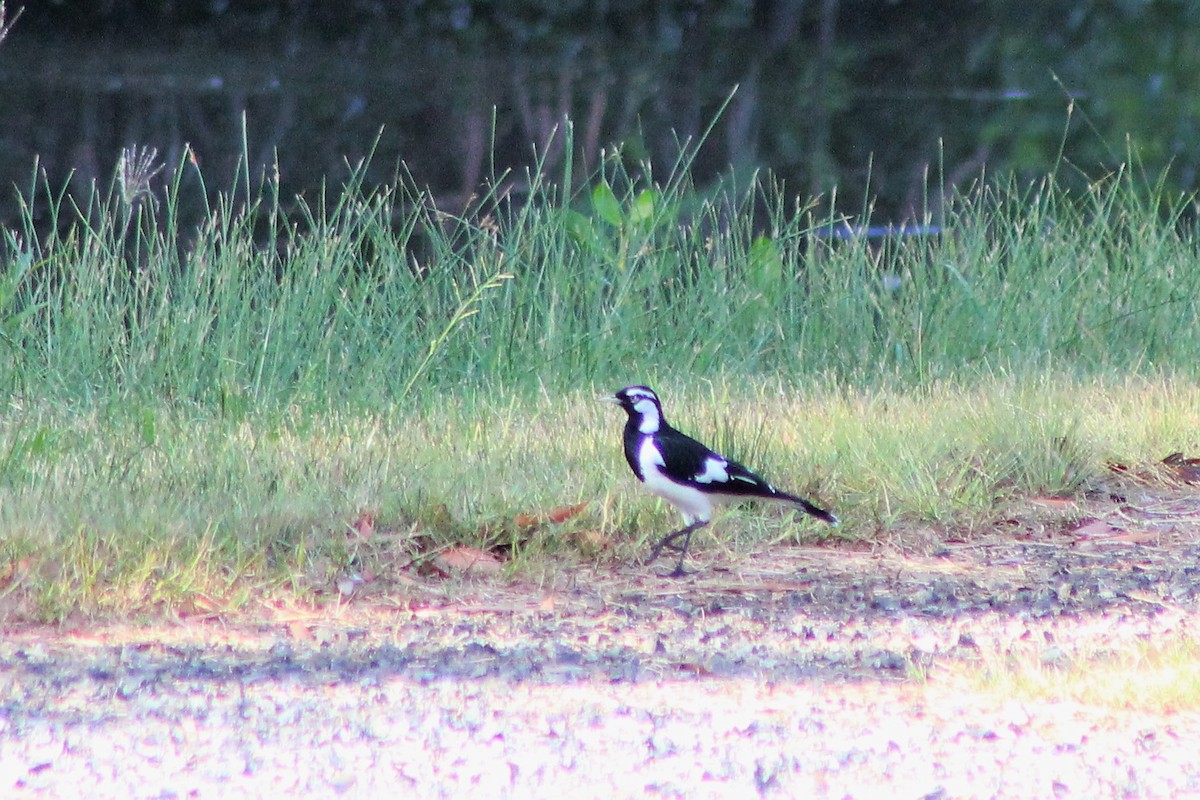 Magpie-lark - ML560074751