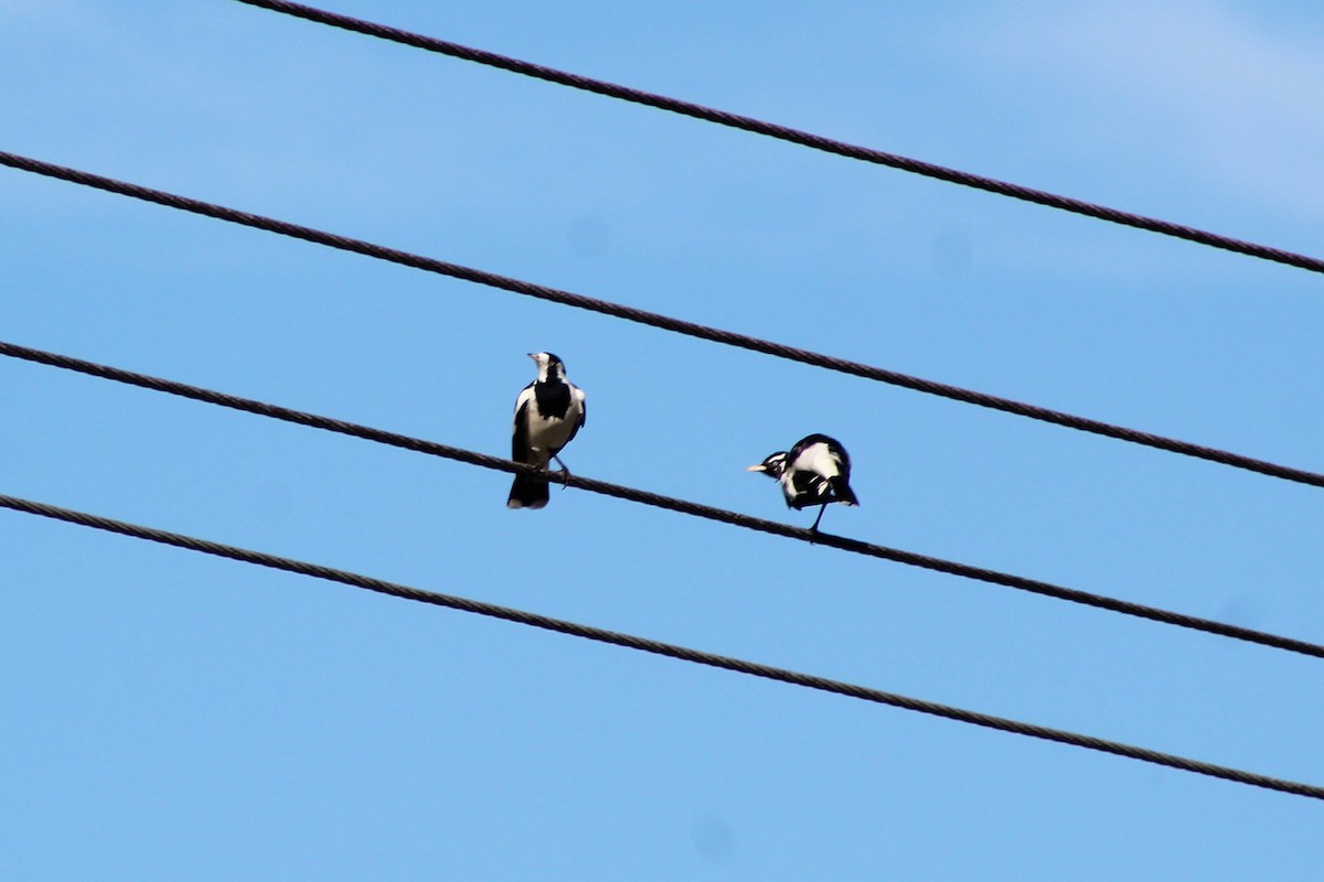 Magpie-lark - ML560074761