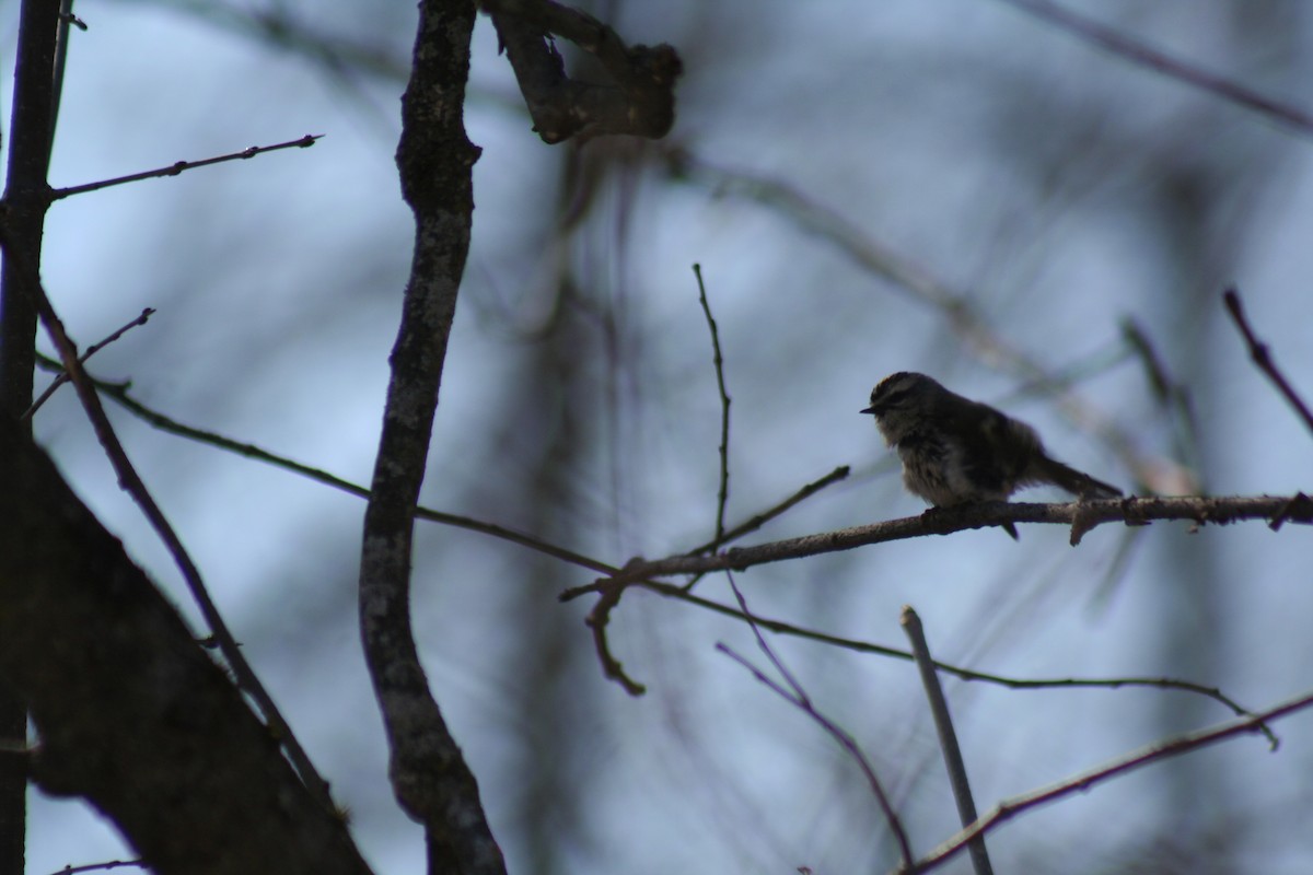 Golden-crowned Kinglet - ML560075311